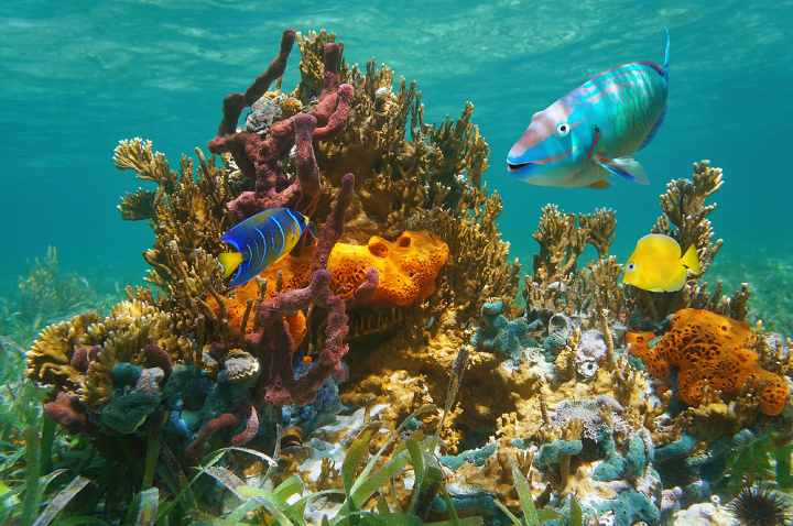 Florida Keys Marine Life